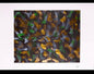 Ternura del Bosque 50x70 cm